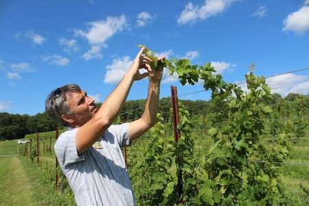 Black Ankle Vineyards: Quality, Sustainability and Fun Image